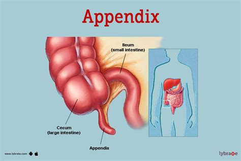 Appendix (Human Anatomy): Picture, Function, Diseases, Tests, and ...