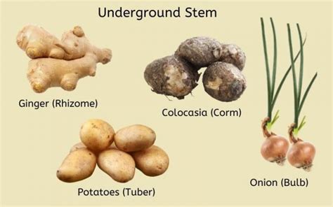 Explained! Plant Stem: Parts of a Stem, Types & Functions of Stem