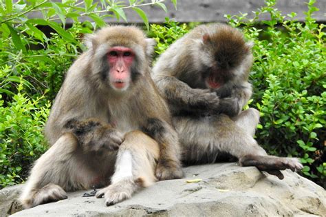 Japanese Macaque - ZooChat