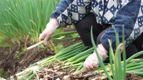 Women harvesting green onions 8644171 Stock Video at Vecteezy