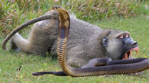 Monkey vs Python Snake real fight! - YouTube