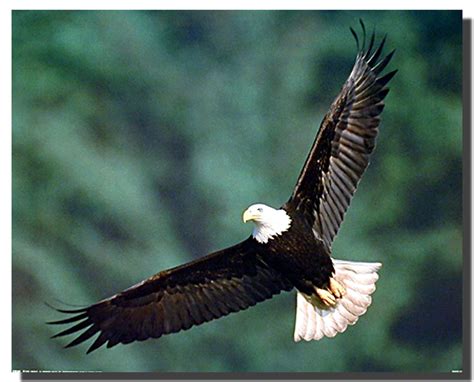 Bald Eagle Art | Animal Posters | Bird Posters