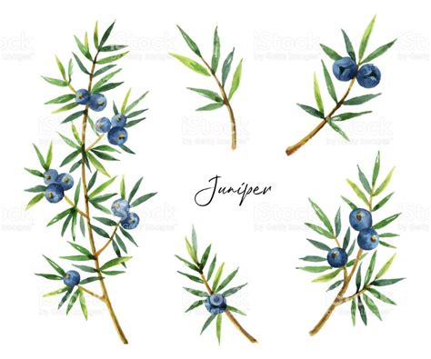 Image result for juniper drawing | Tree branch tattoo, Juniper flower ...