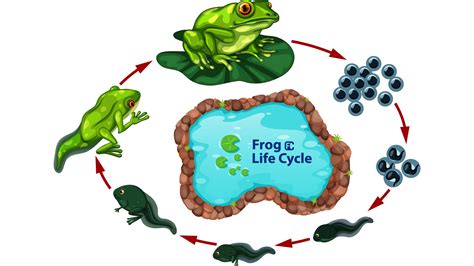 Life Cycle Clipart Frog Life Cycle Cartoon Transparen - vrogue.co
