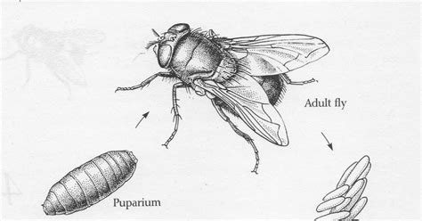 Brewing Trouble: blowfly postscript