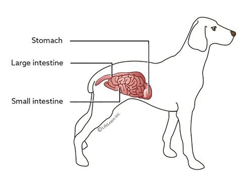 Gastroenteritis in Dogs | Causes, Symptoms, Treatments | UK Pets