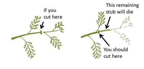 Pruning Basics for Trees and Shrubs