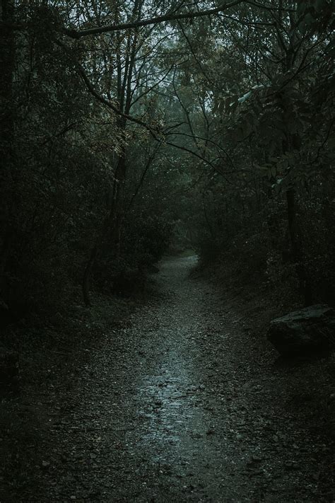 Ghostly path, forest, dark, path, way, trees, night, HD wallpaper | Peakpx