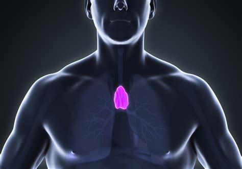 Thymus: Facts, Function & Diseases | Live Science