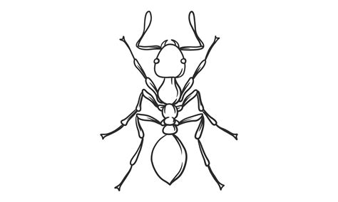 Vector lineart illustration of ant on white background, hand drawn top view ant insect sketch ...