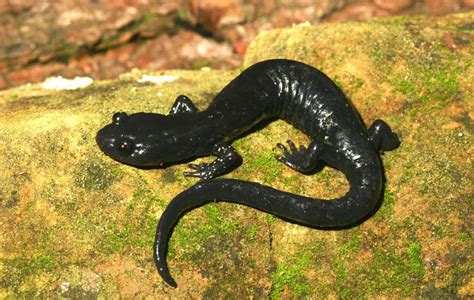 Black Salamander Facts and Pictures