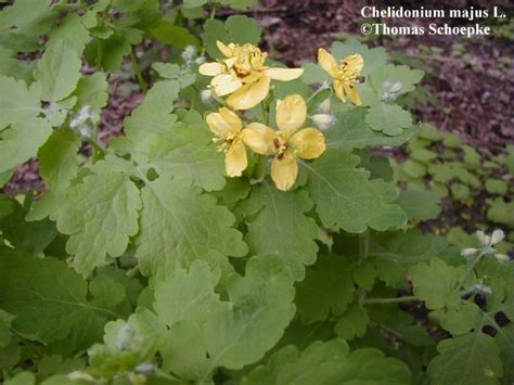 Plant Systematics: Papaveraceae