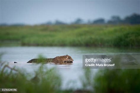 Jaguar Hunting Photos and Premium High Res Pictures - Getty Images