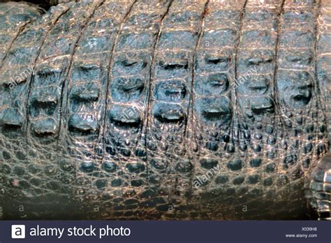 Crocodile Skins High Resolution Stock Photography and Images - Alamy