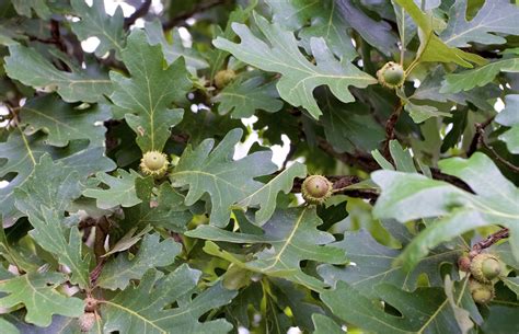 Bur oak | Tree, Leaf, Bark, & Facts | Britannica