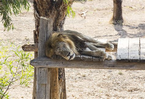 Lion sleeping on a tree trunk — Stock Photo © Lester120 #50399453