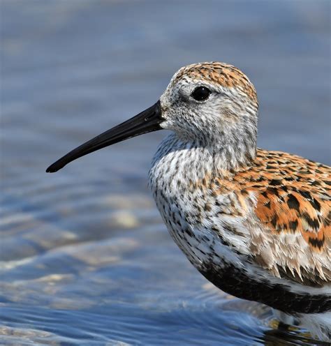 Ontario | Dunlin Profile