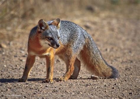 Friends of the Island Fox: USFWS Announces Recovery of Channel Island Fox