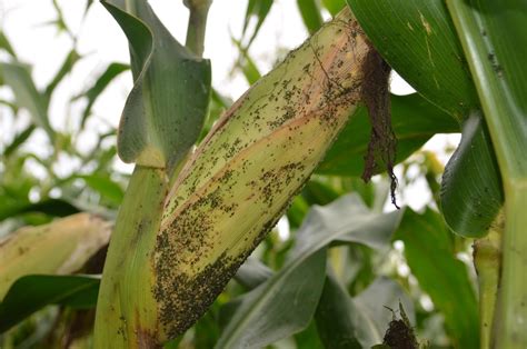 Corn Leaf Aphid - Rhopalosiphum maidis, Nexles