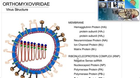 orthomyxoviridae structure - YouTube