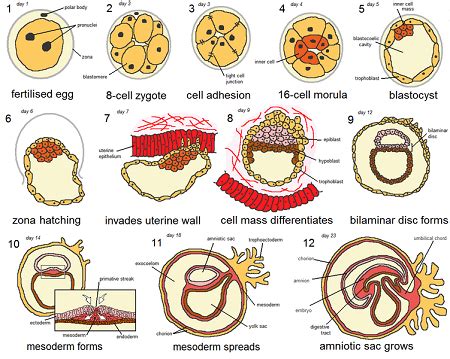 Human Embryogenesis | Overview & Stages - Lesson | Study.com