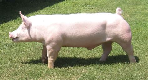 Yorkshire Pig Characteristics - Consort Design