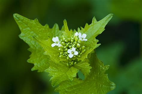 The 3 Foragers: Foraging for Wild, Natural, Organic Food: Garlic ...