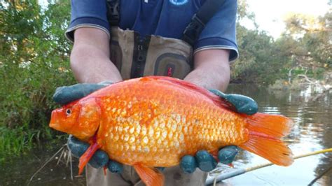 Australia Is Having a Giant Goldfish Problem | Mental Floss