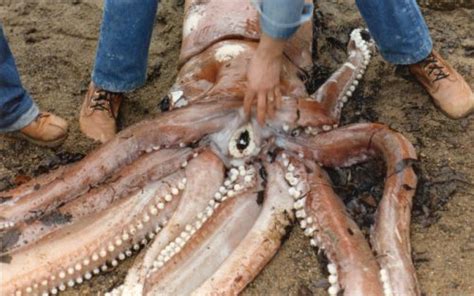 Giant Squid Facts | Anatomy, Diet, Habitat, Distribution