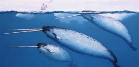 Narwhals | Narval, Animales locos, Ballena