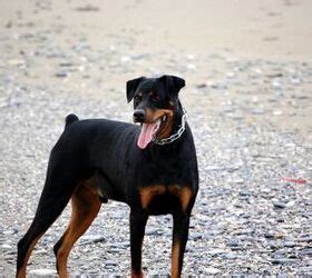 Rottweiler Cross Doberman