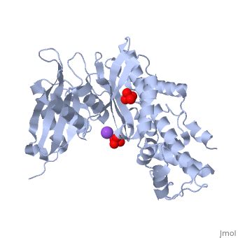 The Structure and Mechanism of Hexokinase - Proteopedia, life in 3D