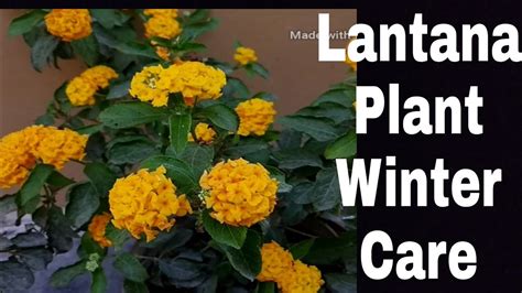 How to care Lantana in winter || fertilizer || #bestpermanentflowers - YouTube