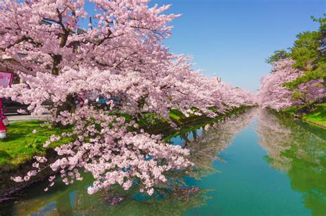 Guide to cherry blossom in Japan | Telegraph Travel