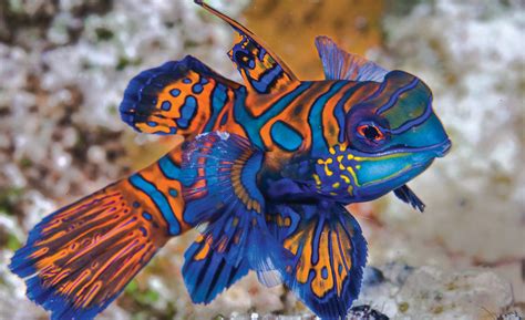 Unforgettable Fishes: Frogfish And Mandarinfish | Dive Training Magazine