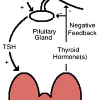 The Illustration of The Hypothalamic-Pituitary-Thyroid Axis [2]. | Download Scientific Diagram