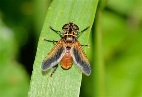 Free Images : nature, flower, fly, green, fauna, invertebrate, close up, insects, pest, nectar ...