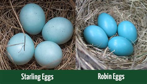 Starling Eggs vs Robin Eggs: How to Tell the Difference - Optics Mag