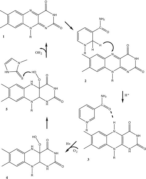 Mechanism of action of a flavin-containing monooxygenase | PNAS