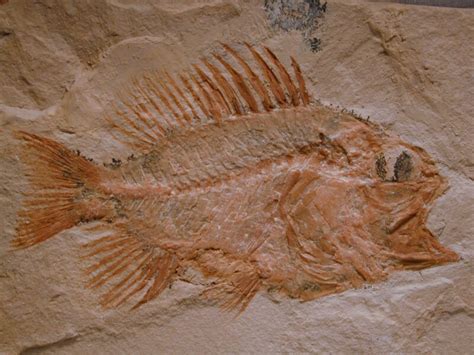 Perciformes Fossil Fish