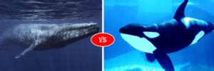 Blue Whale Vs Orca Killer Whale fight comparison- who will win?