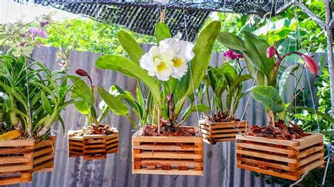 7 Best Orchid Pots & Containers - Buying Guide & Recommendation | Trees.com