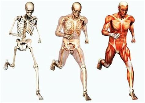 Sistema musculo esquelético - Monografias.com