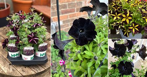 10 Best Black Petunia Varieties | Balcony Garden Web