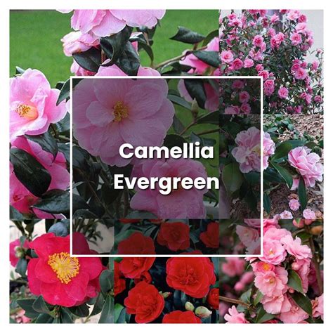 How to Grow Camellia Evergreen - Plant Care & Tips | NorwichGardener