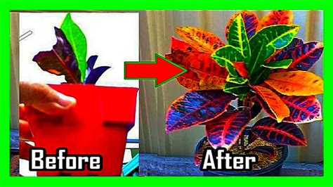 How To Make a Croton Branch Out and Bushy: Croton Plant Pruning and Care - YouTube