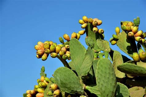 Amazing Health Benefits of Cactus - UnusualSeeds