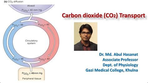 Carbon dioxide (CO2) transport, Chloride shift, Reverse chloride shift mechanism: Dr. Hasanat ...