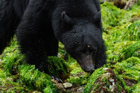 Wildlife of Haida Gwaii: Canada’s Galapagos