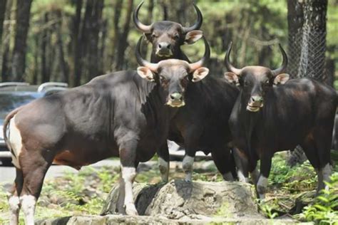 Banteng Jawa, Spesies Tangguh yang Kini Terancam Punah